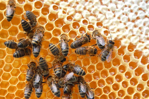 Bees on honeycomb