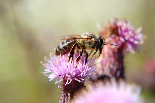 Bee on thistle flower