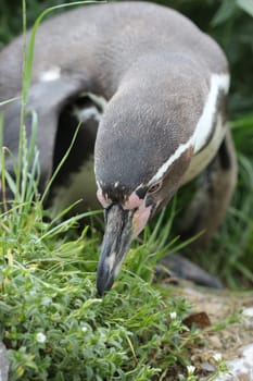 Humboldt penguin at Sababurg Zoo