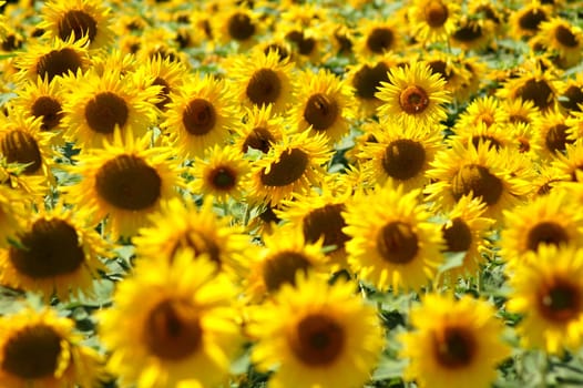 Sunflowers