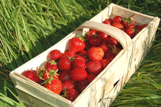 Fresh strawberries in a punnet on the grass