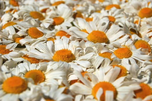 A carpet made of plenty of flowers of camomiles