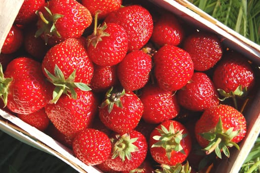 Fresh strawberries in a punnet on the grass