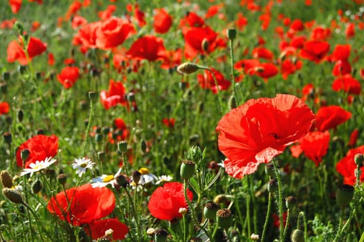 Poppy seed meadow