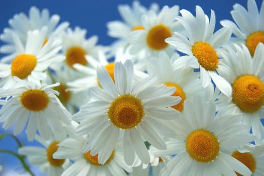 Camomile flowers against blue sky