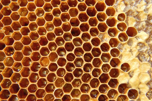 Honeycomb