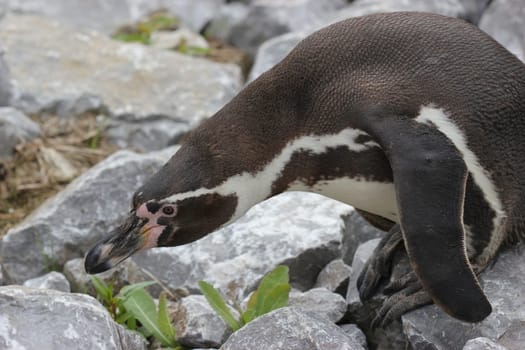 Humboldt penguin at Sababurg Zoo