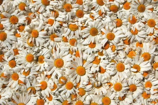 A carpet made of plenty of flowers of camomiles