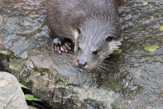Otters at Sababurg Zoo