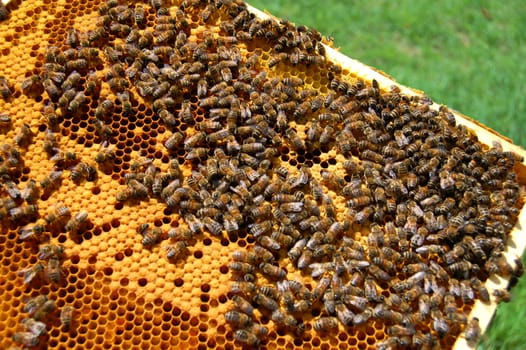 Bees on honeycomb