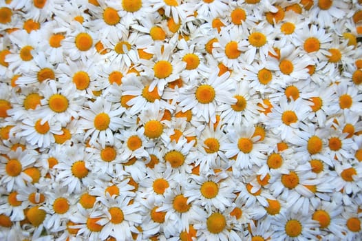 A carpet made of plenty of flowers of camomiles