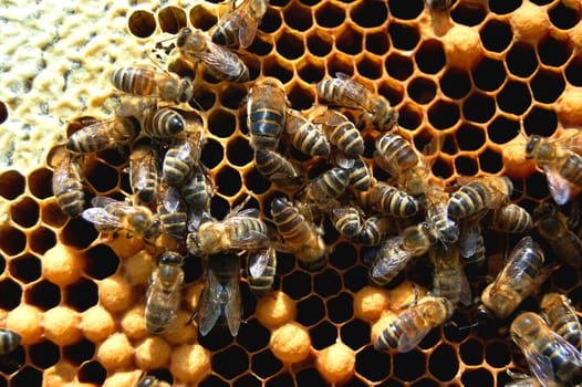 Bees on honeycomb