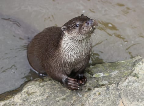 Otters at Sababurg Zoo