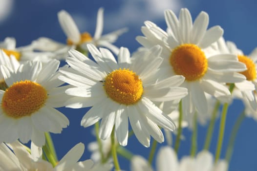 Camomile flowers against blue sky
