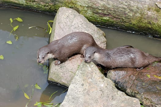 Two otters at Sababurg Zoo