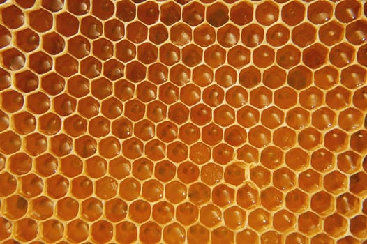 Honeycomb