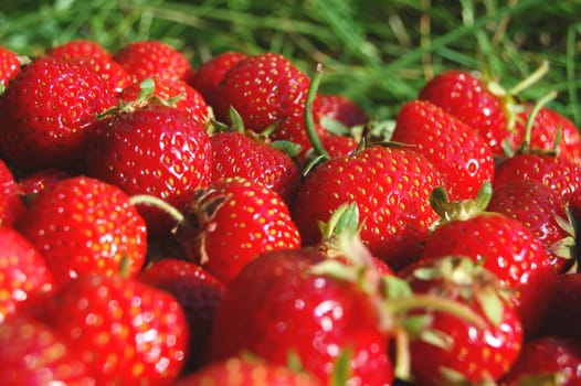 Fresh strawberries