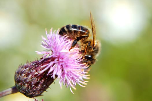 Bee on thistle flower