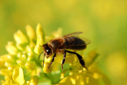 Bee on mustard flower