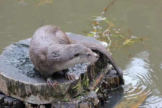 Otter on tree stump by the water