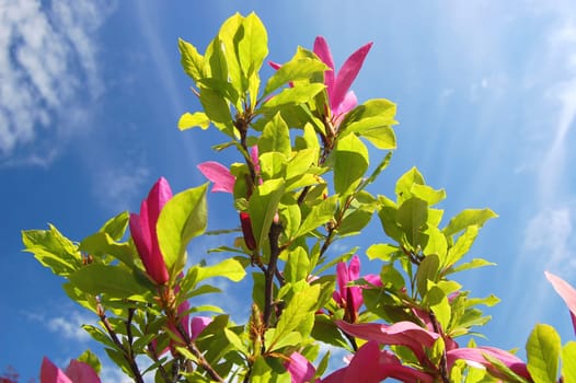 Pink magnolias against blue sky