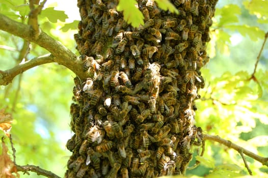 A swarm of bees on an oak tree