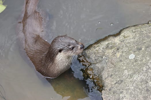Otters at Sababurg Zoo