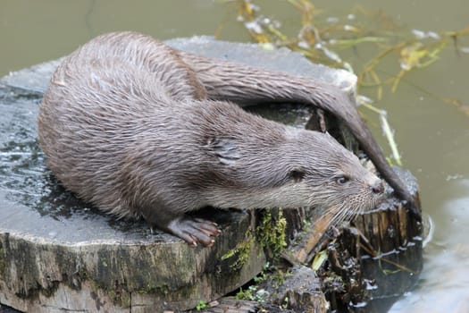 Otter on tree stump by the water