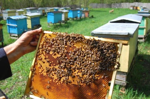 bees on honeycomb