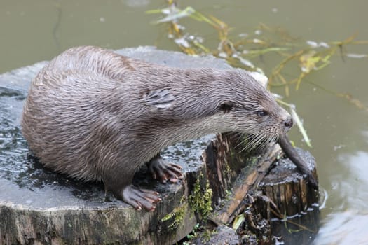 Otter on tree stump by the water