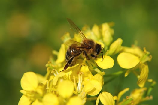 Bee on mustard flower