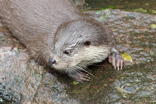 Otters at Sababurg Zoo