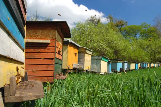Apiary in springtime