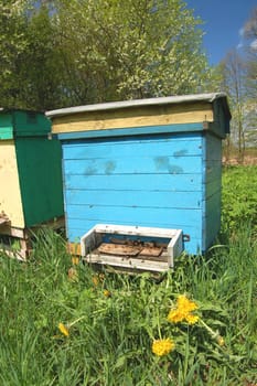 Apiary in springtime