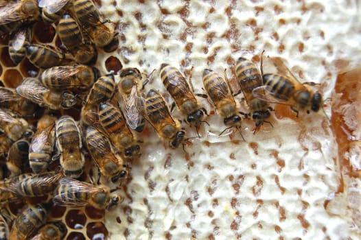 Bees on honeycomb