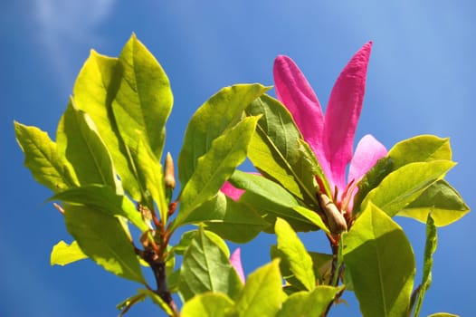 Pink magnolias against blue sky