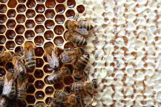 Bees on honeycomb