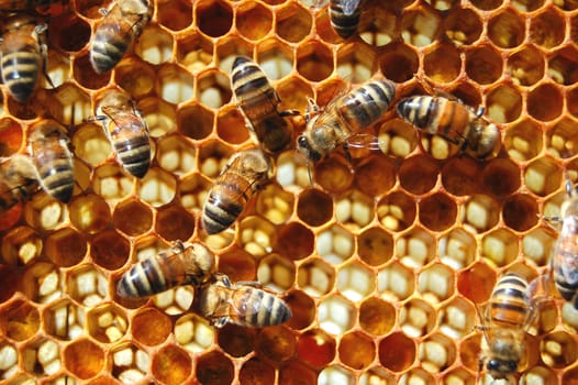 Bees on honeycomb
