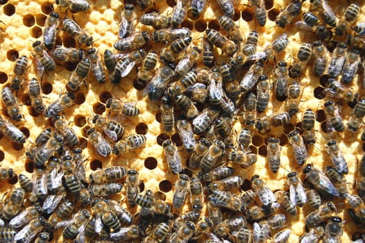 Bees on honeycomb