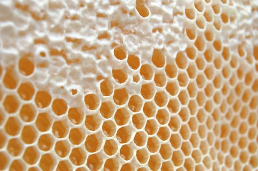 Honeycomb