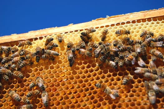 bees on honeycomb