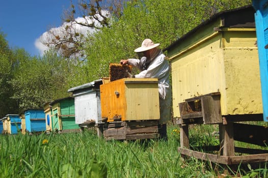 Apiary in springtime