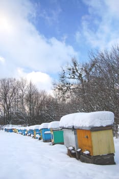 apiary in winterime