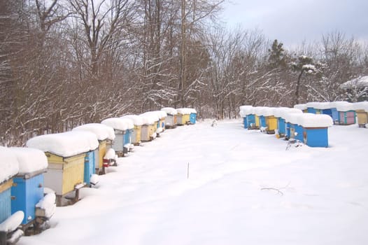 apiary in winterime