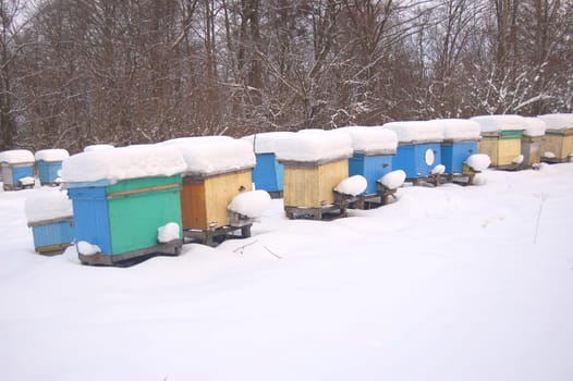apiary in winterime