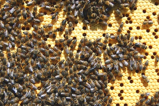 Bees on honeycomb