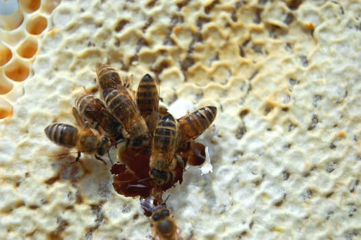 Bees on honeycomb