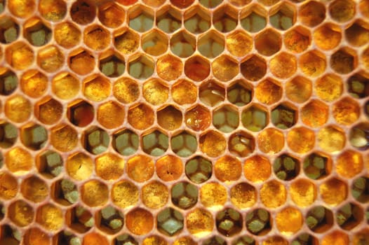 Honeycomb