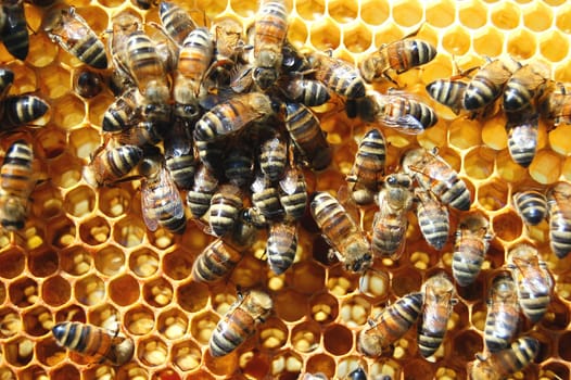 Bees on honeycomb