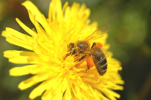 Bee on dandelion flower